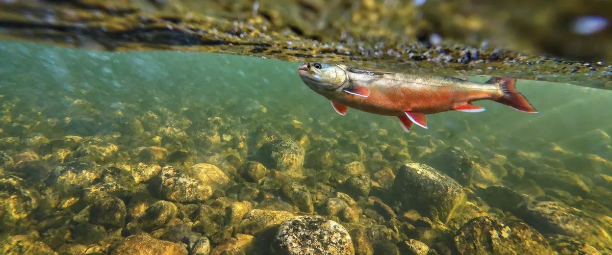 Arctic char swimming over stones in clear shallow water