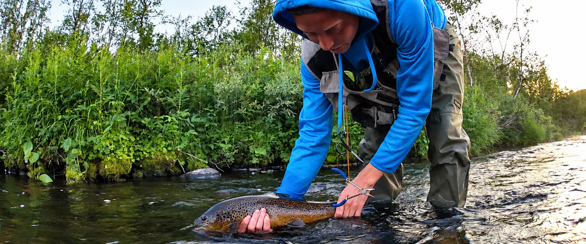 Angler releasing a wild brown trout in a stream