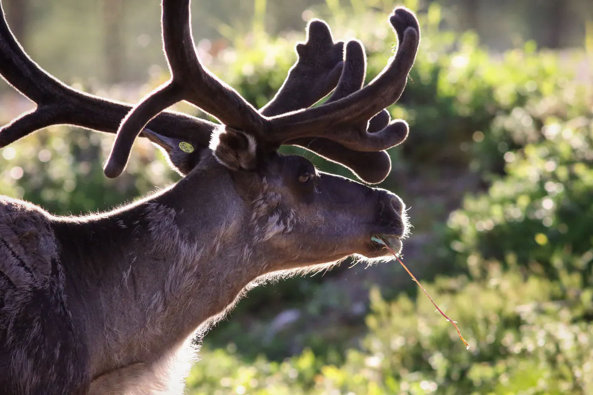 Reindeer with velvet antlers