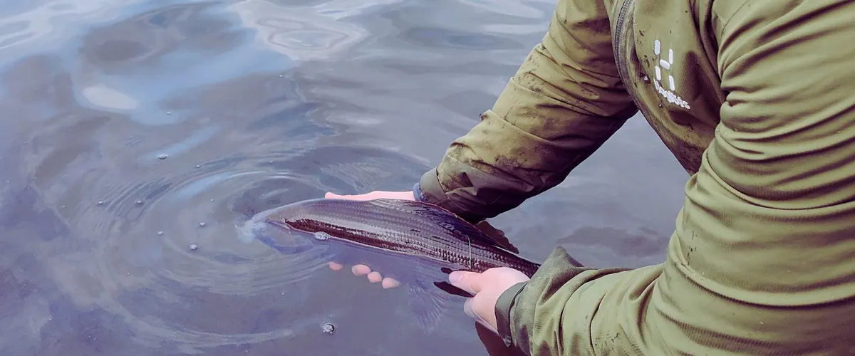 Grayling being released into the water