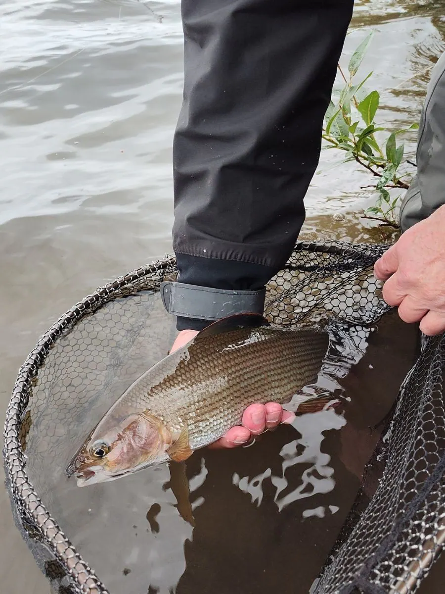 Hands lifting a grayling from a rubber landing net