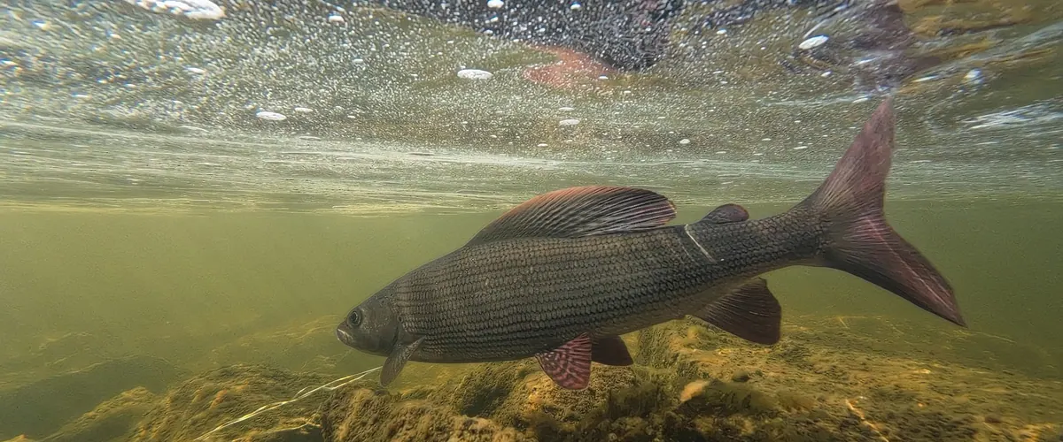 Grayling swimming underwater over a stony riverbed
