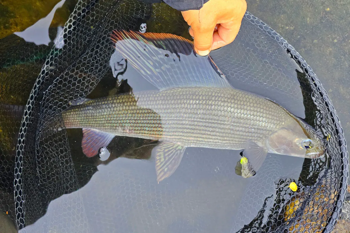 Grayling held gently in a landing net