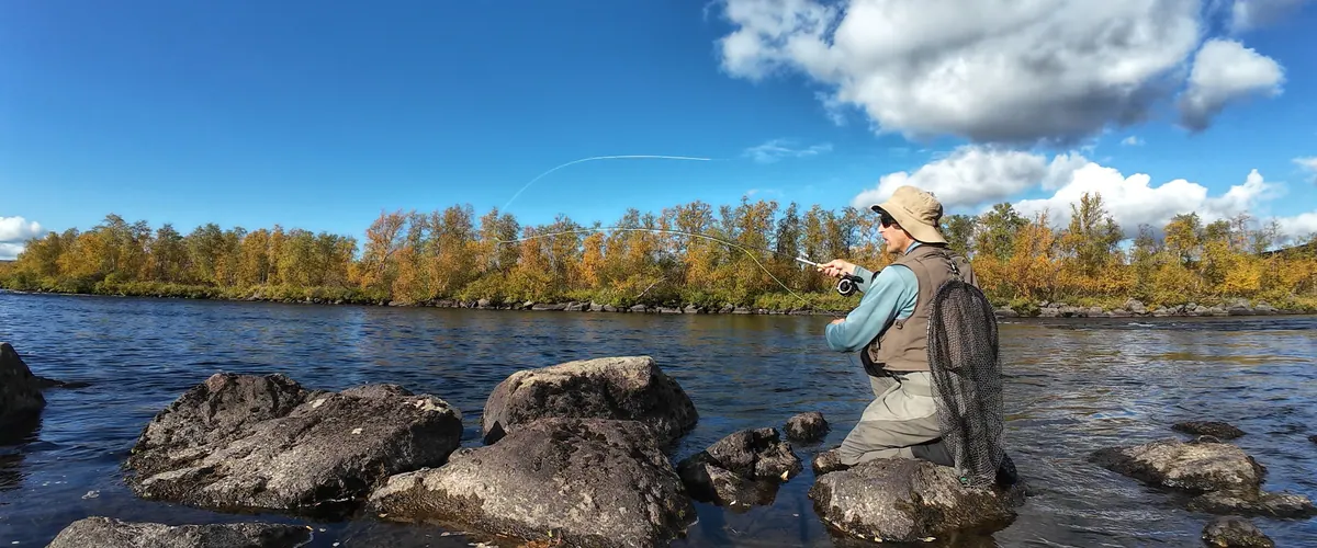 Fly fisher casting in a Lapland river under autumn birches