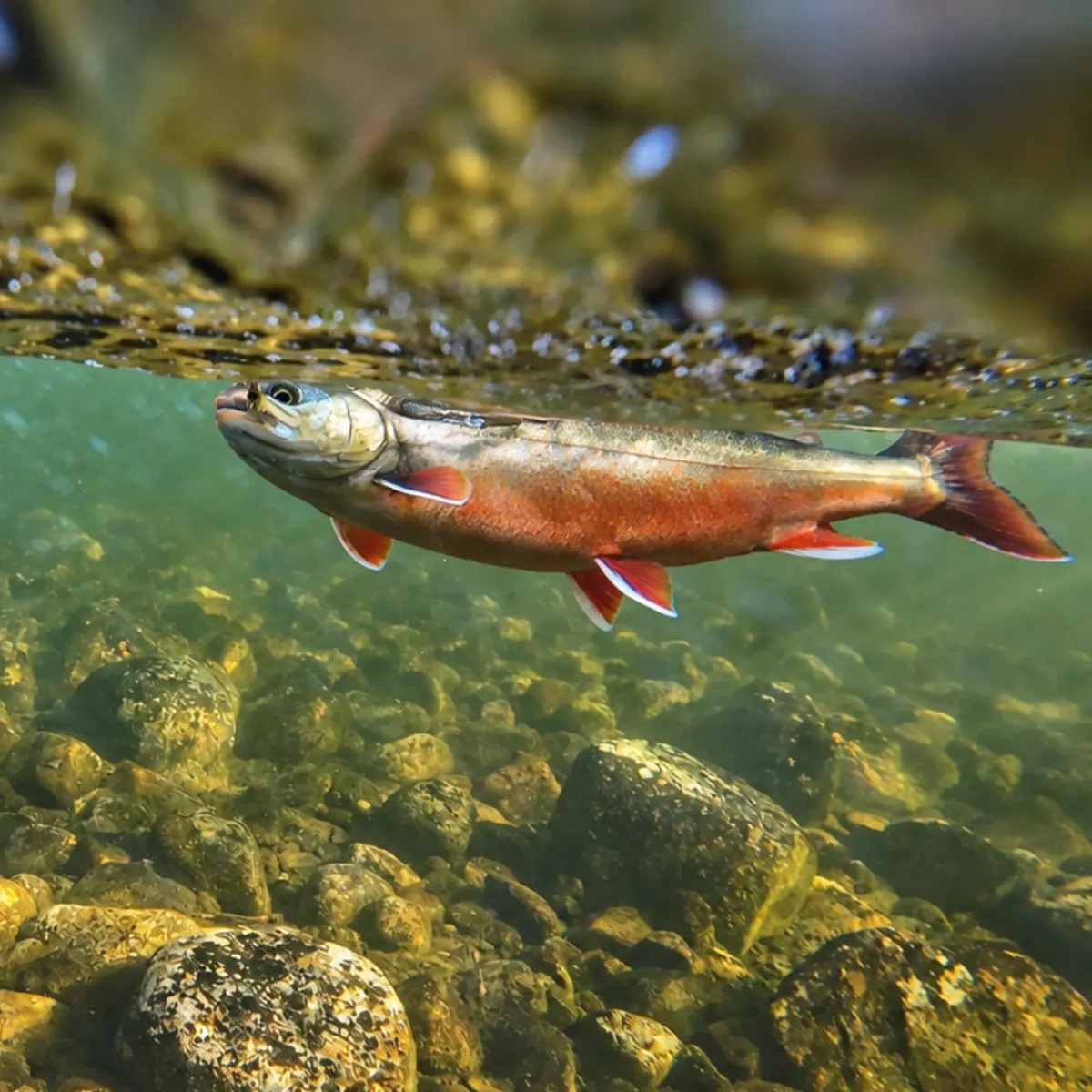 Arctic char swimming over the stones of a clear lake