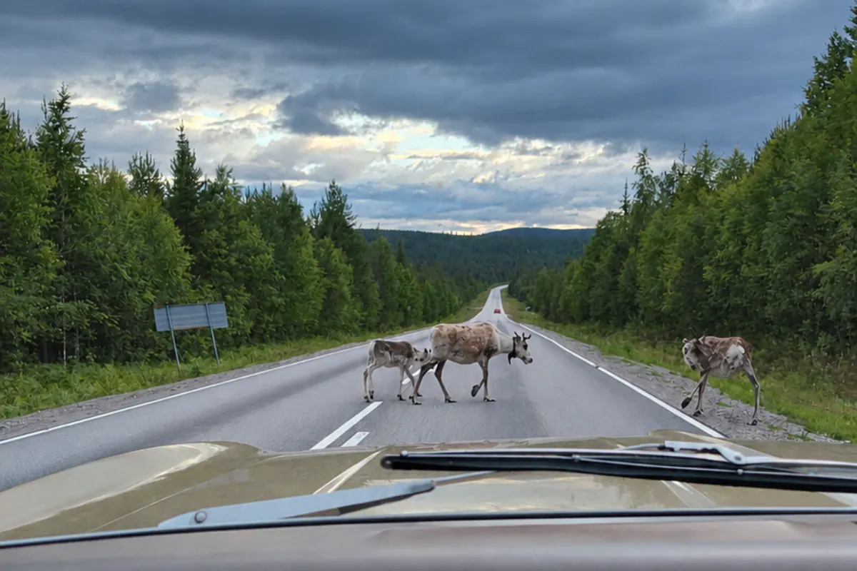 Reindeer crossing a forest road in front of a car