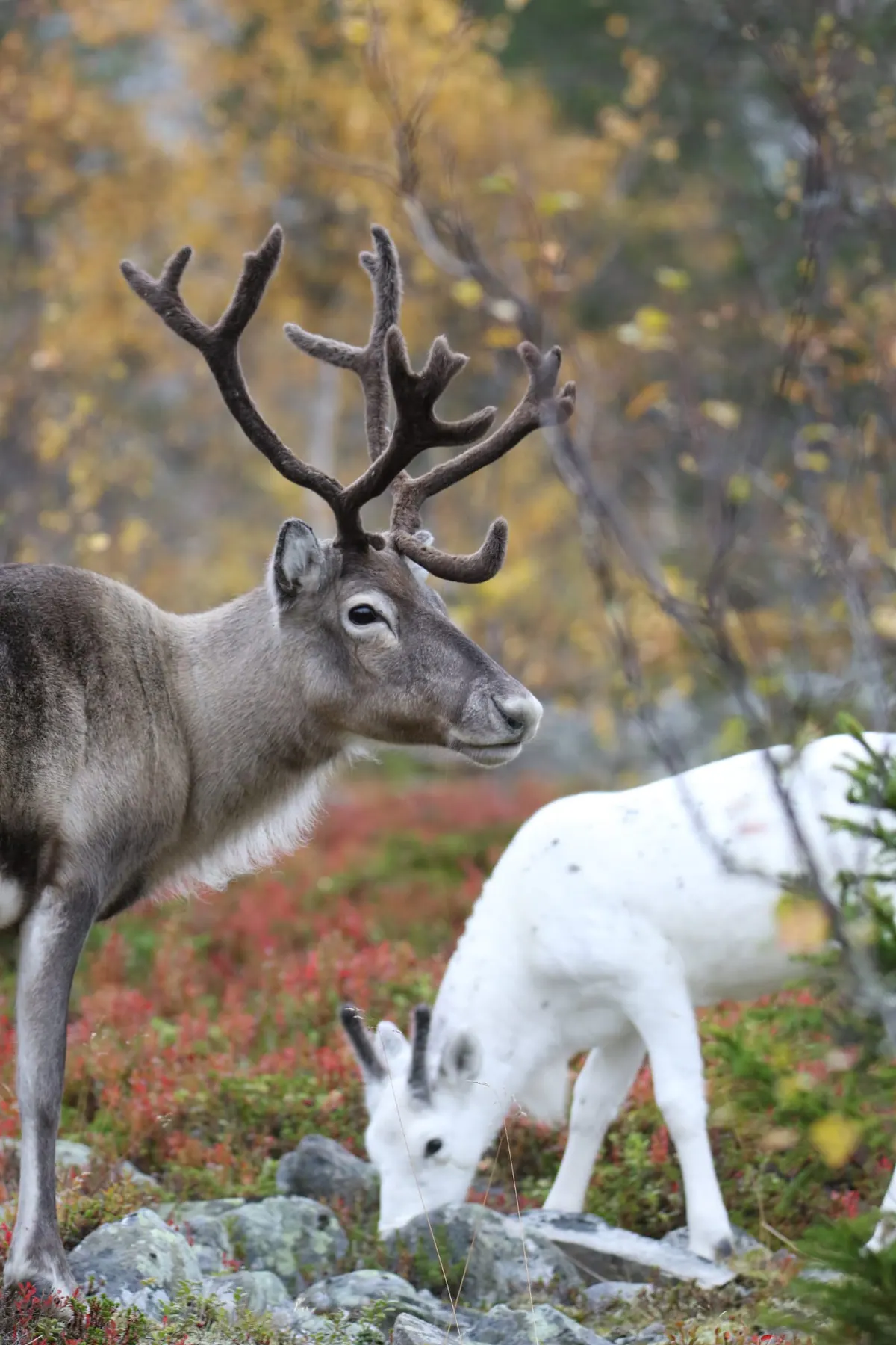 Reindeer by the roadside in autumn