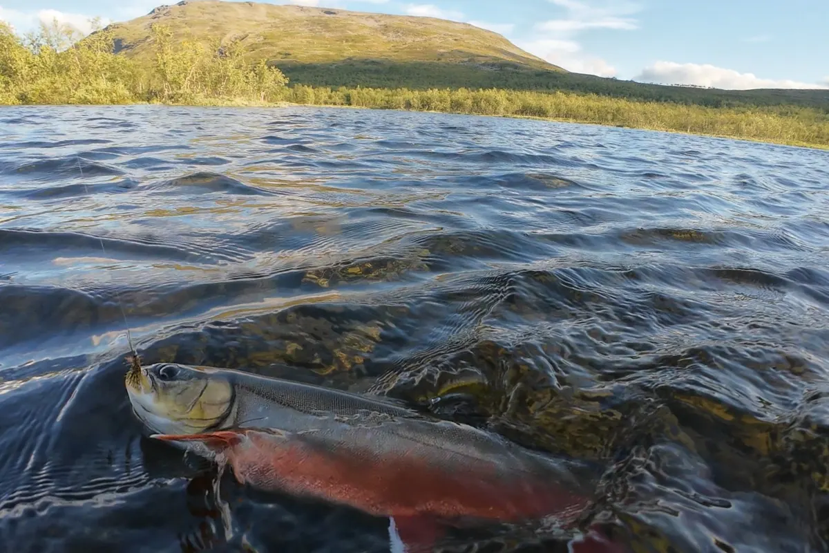 Arctic char in clear shallow water