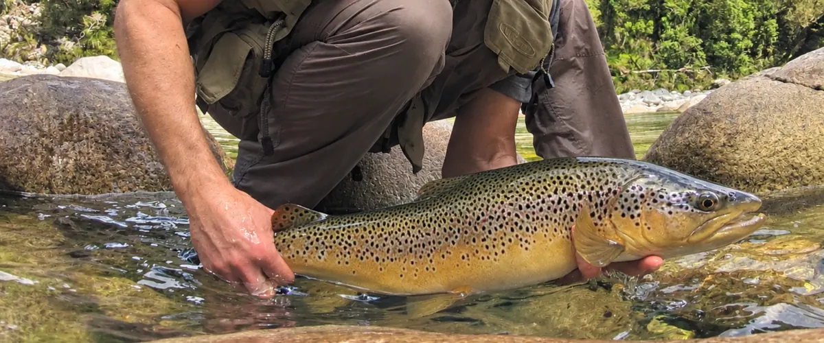 Angler with a big brown trout in a New Zealand river