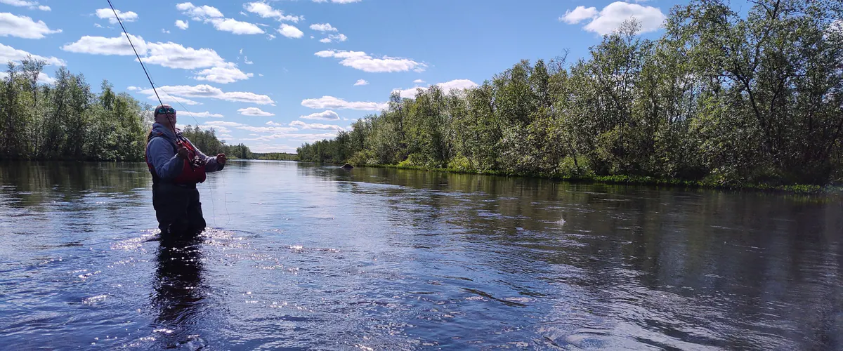 Angler wading a calm river lined with birches
