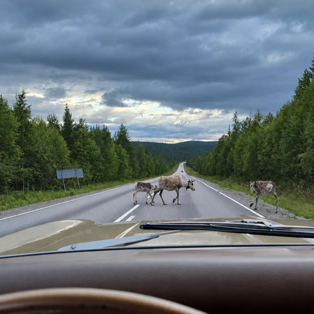 Reindeer crossing a road in Lapland