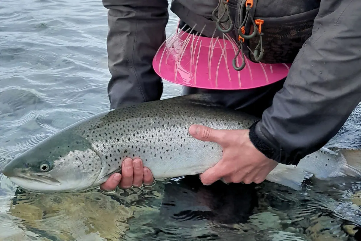 Large sea trout in a landing net