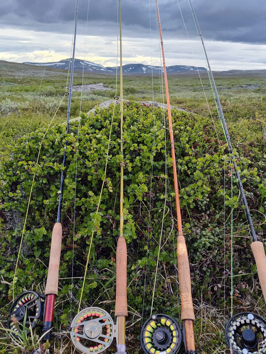 Fly rods leaning against birch branches